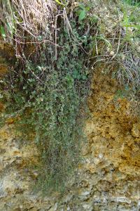 <i>Thymus praecox</i>