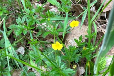 <i>Potentilla erecta</i>