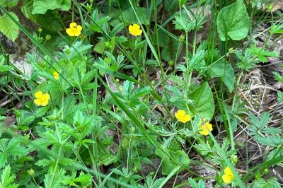 <i>Potentilla erecta</i>