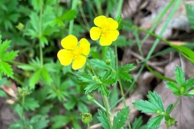 <i>Potentilla erecta</i>