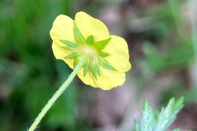 <i>Potentilla erecta</i>