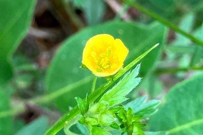 <i>Potentilla erecta</i>