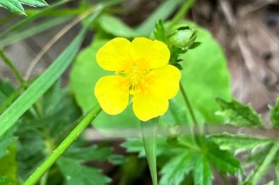 <i>Potentilla erecta</i>
