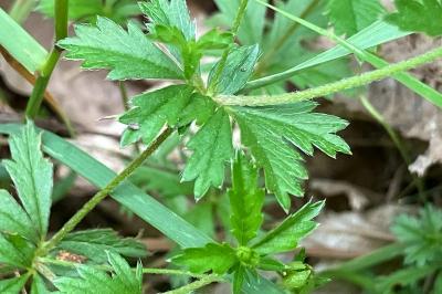 <i>Potentilla erecta</i>