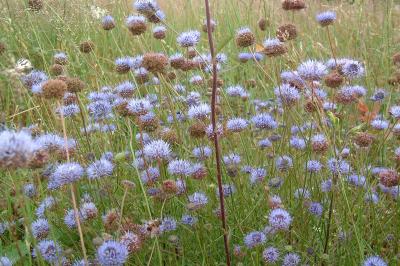 <i>Jasione montana</i>