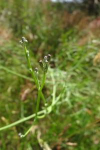 <i>Chondrilla juncea</i>