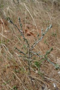 <i>Logfia minima</i>