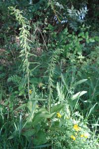 <i>Epipactis helleborine</i>