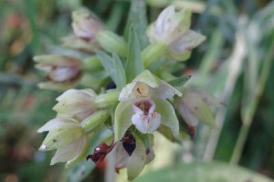 Epipactis helleborine