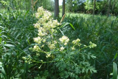 Thalictrum flavum