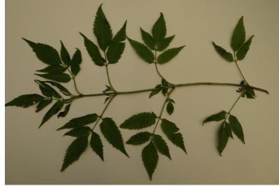 <i>Bidens frondosa</i>