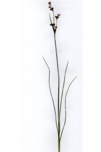 <i>Juncus compressus</i>