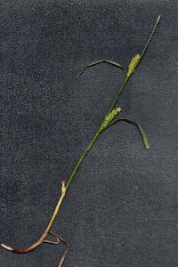 <i>Carex hirta</i>