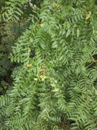 <i>Juglans nigra</i>