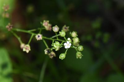 <i>Samolus valerandi</i>