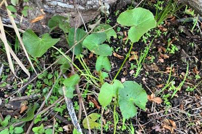<i>Caltha palustris</i>