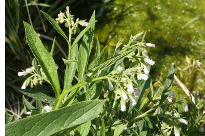 <i>Symphytum officinale</i>