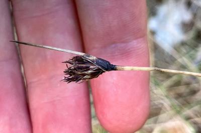 <i>Schoenus nigricans</i>