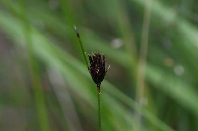 <i>Schoenus nigricans</i>