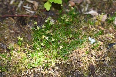 <i>Sagina procumbens</i>