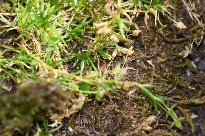 <i>Sagina procumbens</i>