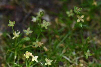<i>Sagina procumbens</i>