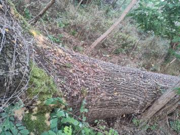 <i>Quercus</i>