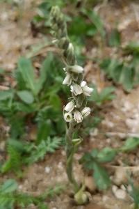 <i>Spiranthes spiralis</i>