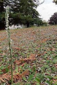 <i>Spiranthes spiralis</i>