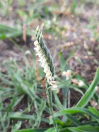 <i>Spiranthes spiralis</i>