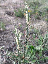 <i>Spiranthes spiralis</i>