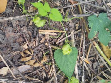 <i>Humulus lupulus</i>