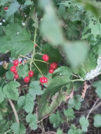 <i>Viburnum opulus</i>