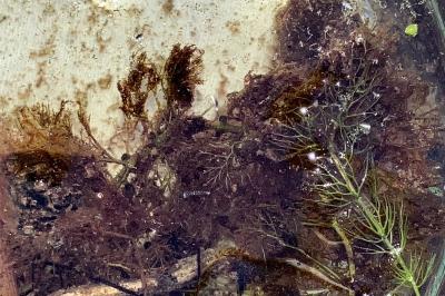 <i>Utricularia neglecta</i>