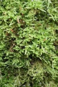 <i>Hypnum cupressiforme</i>