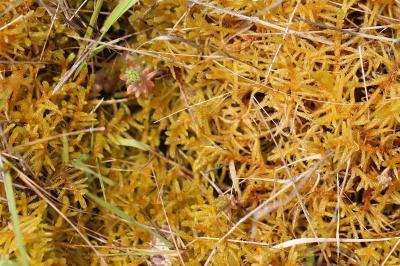 <i>Pseudoscleropodium purum</i>