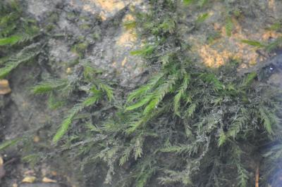 <i>Fontinalis antipyretica</i>