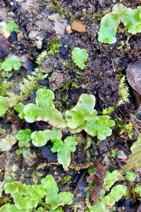 <i>Lunularia cruciata</i>