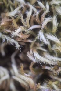 <i>Homalothecium sericeum</i>