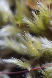 <i>Homalothecium sericeum</i>