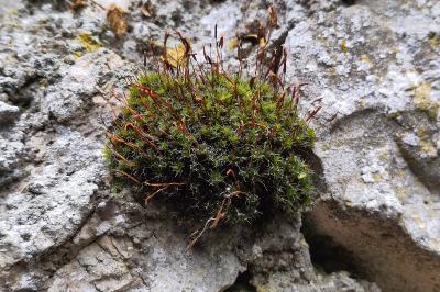 <i>Tortula muralis</i>