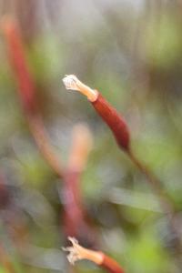 <i>Tortula muralis</i>