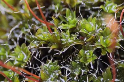 <i>Tortula muralis</i>