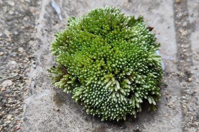 <i>Bryum argenteum</i>