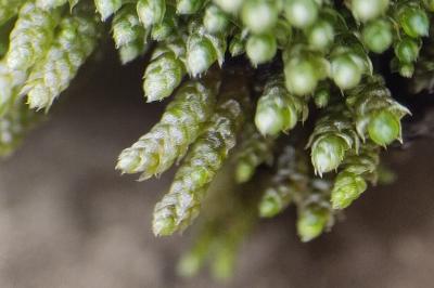 <i>Bryum argenteum</i>