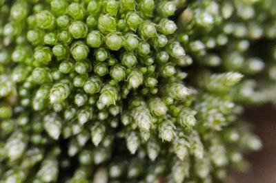 <i>Bryum argenteum</i>