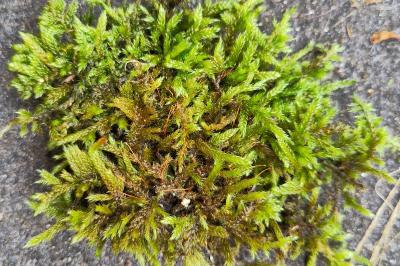 <i>Hypnum cupressiforme</i>
