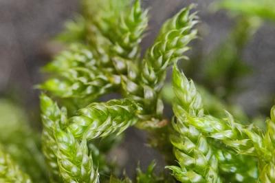 <i>Hypnum cupressiforme</i>