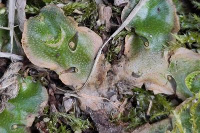 <i>Lunularia cruciata</i>