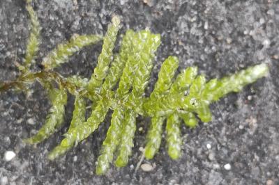 <i>Pseudoscleropodium purum</i>